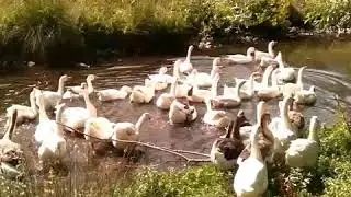 Kazların su ile buluşması