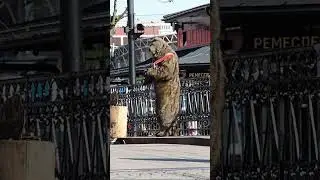 Русский медведь играет на балалайке... Калининград, 