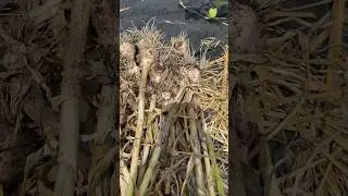 Beginner’s Guide:  Harvesting Hard Neck Garlic  #gardening #vegetablegardening #garlic