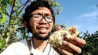 Beginilah Rasa Buah Mengkudu Bila Dimakan Langsung