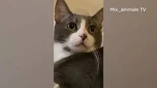 The best funny animals 2021