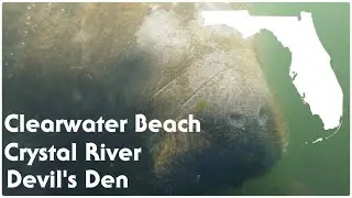 Clearwater Beach, Crystal River and Devil's Den: Florida Trip 2023!