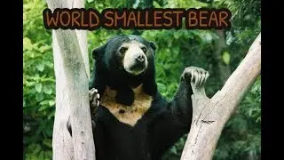 World Smallest Bear Face Extinction