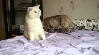 Fjodor och Luna