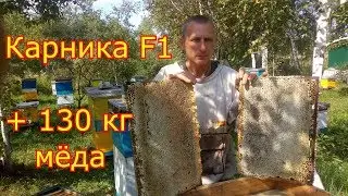 Отбор мёда. Контрольный улей, Карника F1 +130 кг мёда