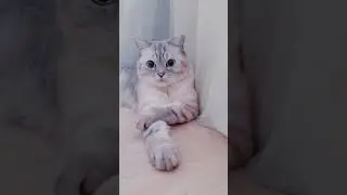 Как помочь своему котику в жару.