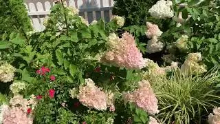 Шикарная гортензия у дома моего !