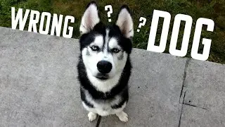 Do you have the wrong dog?