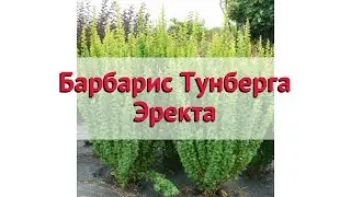 Барбарис тунберга Эректа 🌿 Обзор: посадка и уход. саженцы барбариса Эректа: описание и особенности