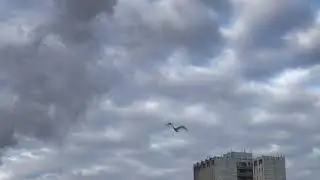 Одинокий лебедь на Гольяновском пруду