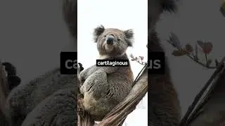 Koala facts you didn't know #koala #koalas #animals #animalfacts