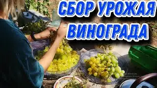 СБОР УРОЖАЯ ВИНОГРАДА 2024 год