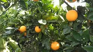 Navel Valencia Orange (04.08.2019)
