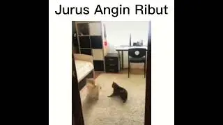 dog vs cat 🐕🐱