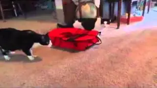 Коты и чучело