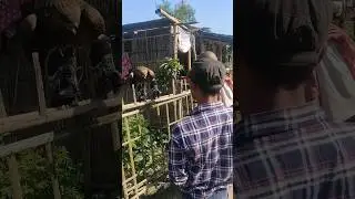 बाज 🦅 गाँव 🏠 #village #trending #viral