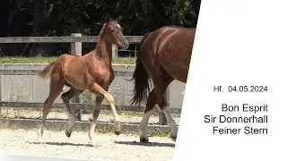 Hf v Bon Esprit x Sir Donnerhall x Feiner Stern 2024