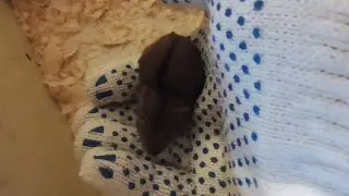 У меня теперь живёт мышь полёвка :)