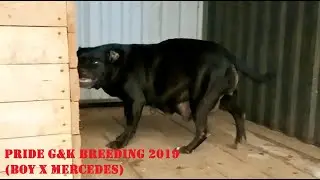 МЕРСИ ГОТОВИТСЯ... PRIDE G&K BREEDING 2019 (BOY X MERCEDES)