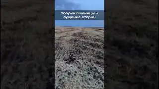 Уборка пшеницы + лущение стерни