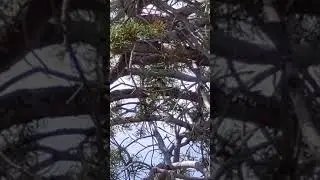 That Goldfinch that was Mimicking