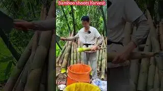 Grow bamboo shoots harvest: fast cutting processing, crisp and sweet taste。 種植竹筍大豐收：快速切割加工，一削即好，脆甜美味