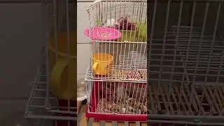 #хомячки