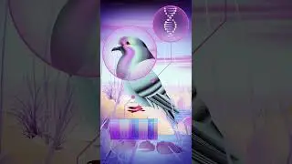Wild Pigeon Chase