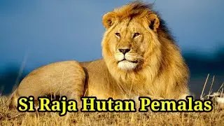 Mengungkap Misteri Singa: Fakta Unik dari Kerajaan Hewan