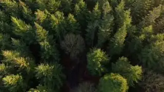 Flying Over Forest | Free Stock Video | Full HD