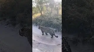 Leopard on the walk