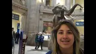 Elephant Attack:D