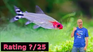 Rummynose Tetra! Right Fish For You?