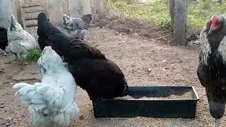Новый 