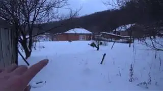 Семья пчел зимует в лесу одна