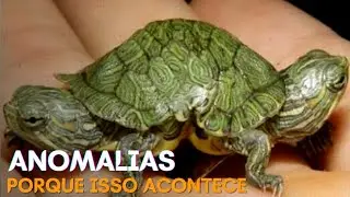 Porque ANIMAIS nascem com ANOMALIAS?