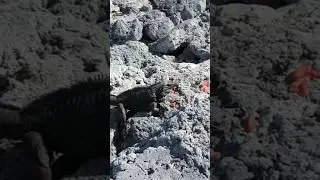 игуана на Кубе Полное видео в профиле