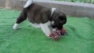DEXTER ZOV SERDTSA