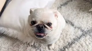 Sweet dumpling