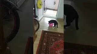 Tatlış kediciyim benim ❤️❤️😃😃