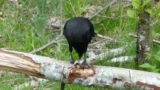 Snake Hunting Corvid at Harewood Plains
