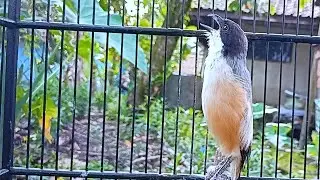 CENDET GEREJA TARUNG SAMBUNG KEKEKAN LOVEBIRD MASTERAN DAN PANCINGAN CENDET BAHAN