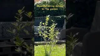 Spring time in The garden 