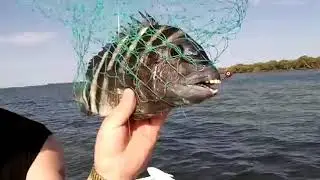 зубы этой рыбы