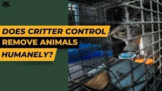 Does Critter Control remove animals humanely? | Critter Control
