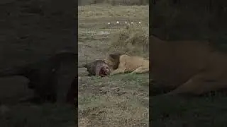 Lion VS Croc