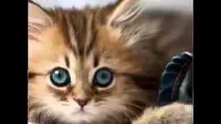 Няшные котята :3