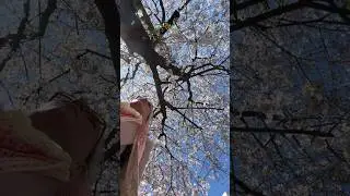 Прогуляемся? Прогулка в Япония под сакурой 