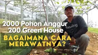 Istimewa, Cara Perawatan Ribuan Pohon Anggur Dalam 200 Green House. Kavling Anggur Cariu, Bogor.
