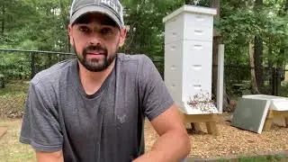 Week 15 - Part 1 - Preparing To Split and Mite Counts!
